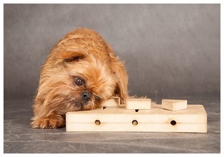 IQметр - развивающие игрушки для собак