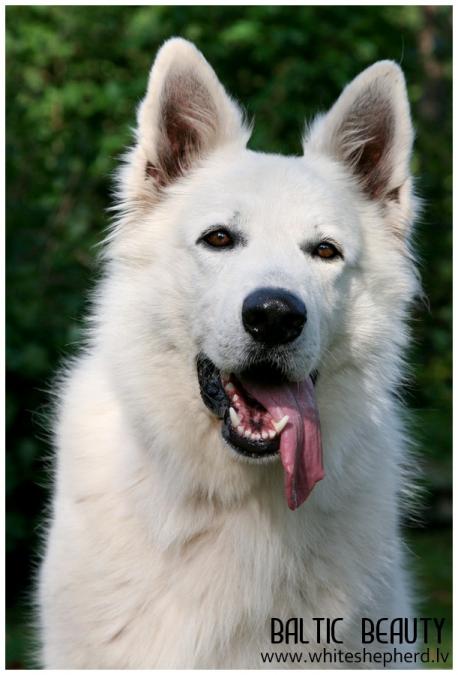 белая овчарка
