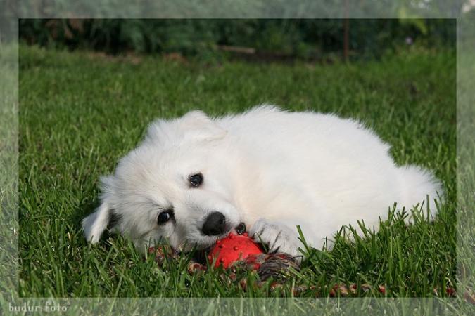 белая овчарка