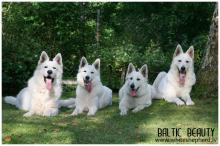 белая овчарка Metius, Gabe, Coco, Thalia
