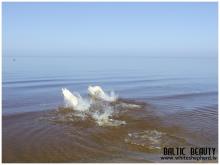 Белые овчарки Baltic Beauty