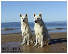 Белые овчарки Baltic Beauty