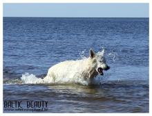 Белые овчарки Baltic Beauty