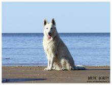 Белые овчарки Baltic Beauty