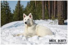 белая овчарка Baltic Beauty Angels Dream