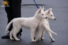 белая овчарка Yumi and Yeti Van Hiemrod