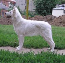 белая овчарка Only Win Baltic Beauty