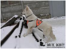 белая овчарка 
