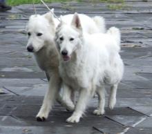 белая овчарка Evridikke Metius Baltic Beauty and CH Erodike Thalia Donnevara