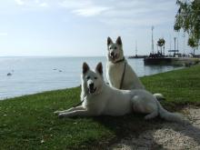белая овчарка Evridikke Metius Baltic Beauty and CH Erodike Thalia Donnevara