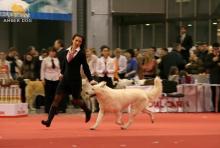 белая овчарка Метиус BIG-3 на Евразии-1, 2007