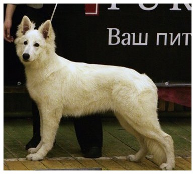 Белая овчарка BALTIC BEAUTY ENDLESS ENCHANTMENT Лучший щенок выставки! BALTIC BEAUTY ENDLESS ENCHANTMENT - BIS Puppy!