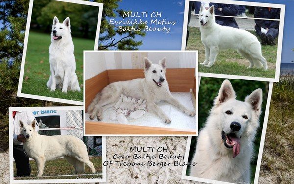 Puppies put of Coco and Metius
