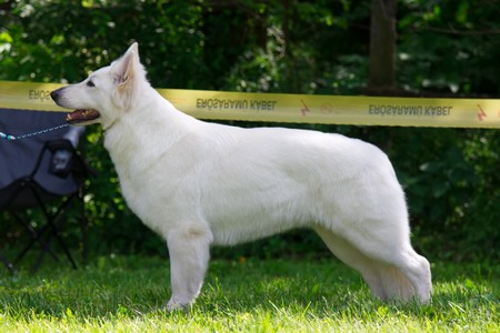 Baltic Beauty Crystal Siberian Wolf