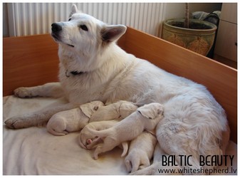 Puppies out of Gabe x Banshee Boy, белая овчарка, щенки