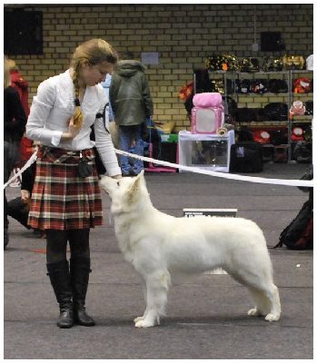 белая овчарка Gabe LV Winner 2009 белая овчарка Gabe LV Winner 2009