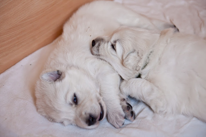 Puppies out of Coco & Prince