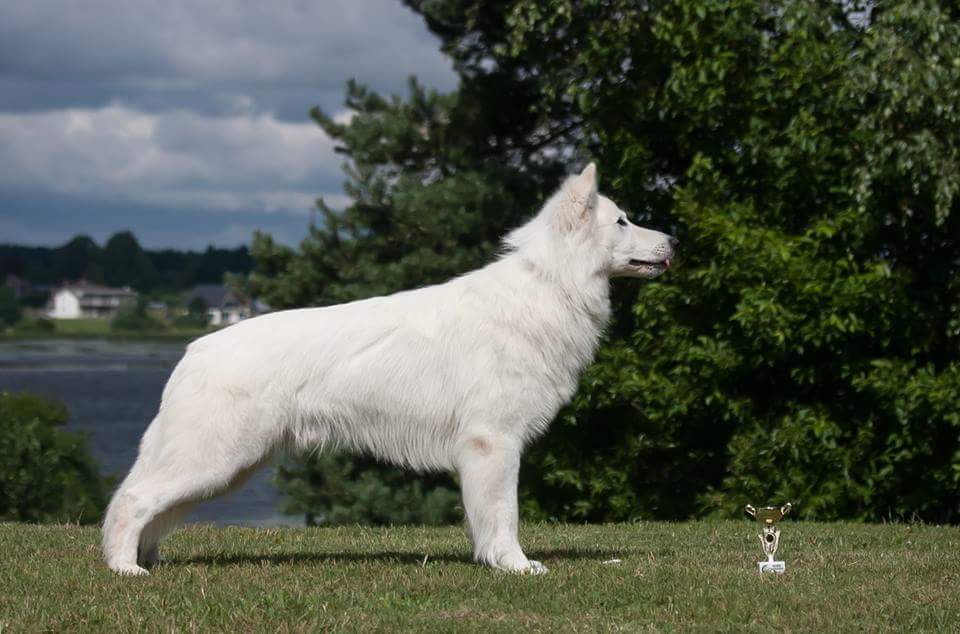 Know-How Latvian Champion
