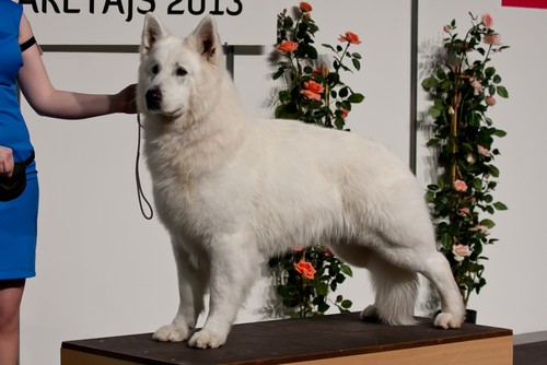 Cherokee Latvian Winner 2013