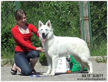 Белая овчарка Белая овчарка Baltic Beauty A Perfect Creation R.BIS
