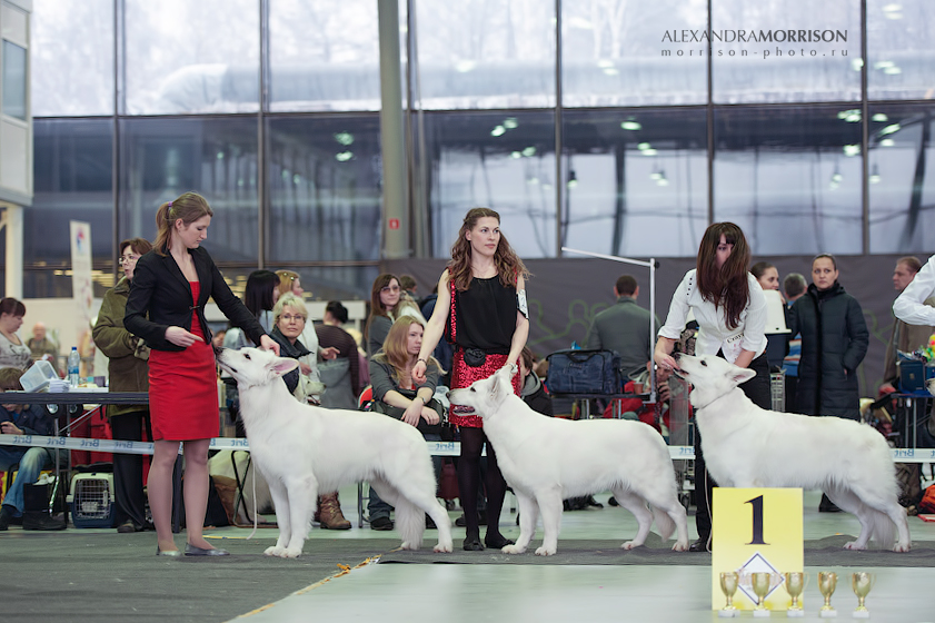 Baltic Beauty BIS kennel