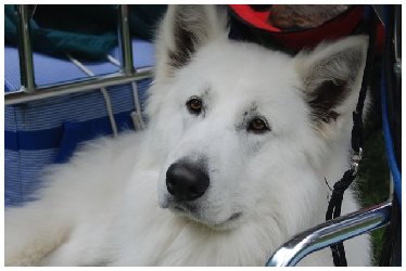 Белая овчарка Cherokee Baltic Beauty