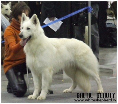 белая овчарка Now Or Never Baltic Beauty белая овчарка Now or Never Baltic Beauty
