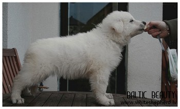 Щенок из помёта Е Baltic Beauty