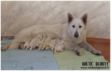 Coco and Aico puppies, белая овчарка, щенки Coco and Aico puppies, белая овчарка, щенки