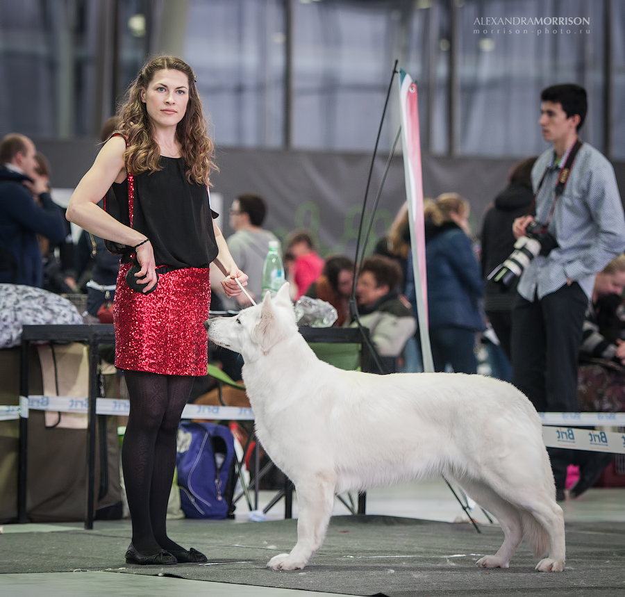 Baltic Beauty Crystal Siberian Wolf