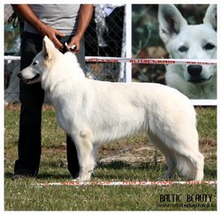 Champion class winner, female - Guanche of Luna Legacy