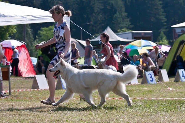 Baltic Beauty Gella Latvian Champion in Ogre Baltic Beauty Gella