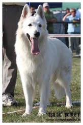 Champion class winner, male - V'Ice Du Domaine De Traffaut Champion class winner, male - V'Ice Du Domaine De Traffaut