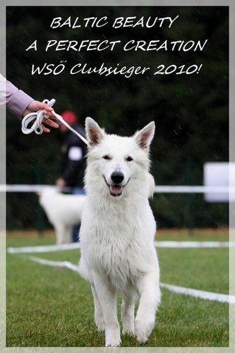 Baltic Beauty A Perfect Creation - WSO ClubSieger 2010!