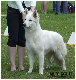 Белая овчарка BALTIC BEAUTY A PERFECT CREATION